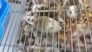 New babies ASF Rats