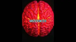 How Addiction Distorts the Brain&rsquo;s Chemistry of Love 🧠