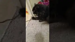 Mickey is tue much at times.