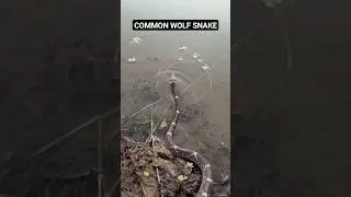 COMMON WOLF SNAKE #snake #viral #snakes #indiansnake #snakesofindia #nonvenomous #shorts #wolfsnake