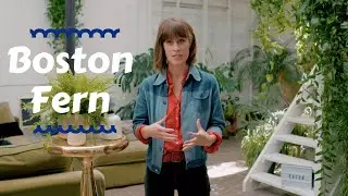 Boston Fern - Top houseplants 🌿💙