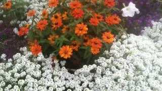 Pictures of Beautiful Flowers in Gardens (Gardening) in Salt Lake City, Utah, U.SA.
