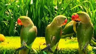 Indian Ringneck parrot Talking Natural sound |#usa talk parrot# viral vidio