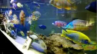 125 gallon Malawi / Tanganyika tank - Jan 2013