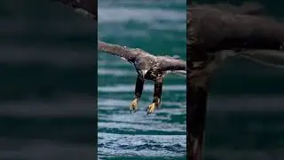 An osprey dives to snatch a fish from the water.#OSPREY