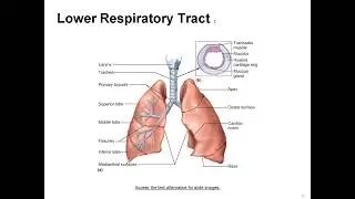 Mastering Medical Terminology Chapter 13: Respiratory System