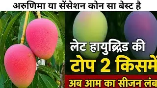 2 सबसे बेहतरीन सुपर लेट हाइब्रिड आम की किस्में