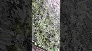 Week 2 Early Flower Defoliation #FloraFlex