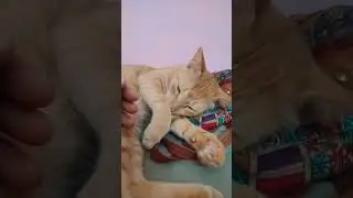 When Fluff Demands Love / Too cute to resist - The Fluffy Pet Appeal #cat video #shorts