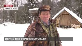 Популяція зубрів на Львівщині збільшилась втричі