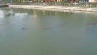 APOLLO BEACH MANATEE VIEWING CENTER