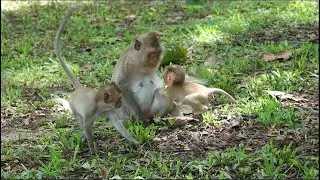 Lynx upset with Luno & dare run to gaze face of old monkey Amber alone then run around her more