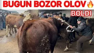 🛑SEMIZ BUQA NARXLARI‼️DEXQONDI DAVRI KELDI ASAKA BUQA BOZORI
