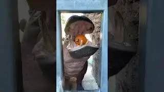 Hippo eating pumpkin 🎃🦛