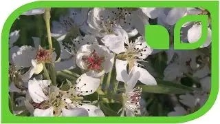 Die Bl&uuml;te der Birne Schweizerhose