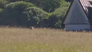 Medveď n&aacute;s vystra&scaron;il, utekal r&aacute;no cez l&uacute;ku, skryli sme sa do chaty, dovolenka Liptov 18.06.2025