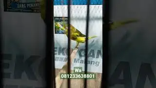 F3 ANGKAT GACOR UMUR 7BULANAN POSTUR SANGAT MEWAH.