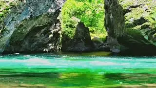 Relaxing Music with Birds Singing | Flowing Water | Bird Sounds for Sleeping