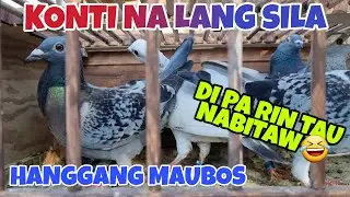 YOUNG PIGEONS LOST DURING TRAINING|RACE OVER BEFORE IT EVEN STARTED|KEEP IT GOING