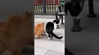 Two Cats, Zero Coordination: Street Talent Show Gone Wrong