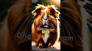 Learn more about Abyssinian Guinea Pigs #playful #social #