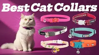 9 Best Cat Collars: We Tested Them All