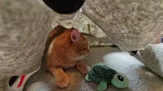 Rumple's Ripple Rug