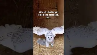 These Owls Really Made Themselves at Home 🥹❤️ #wholesome #animals #animal #nature
