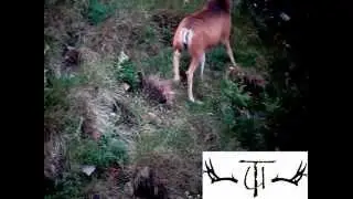 Big Muleys 2010 with the Tines Up Scope)Cam adapter