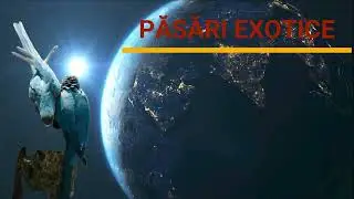 🦜🦚 PĂSĂRI EXOTICE 🦢🦩 - REDESCOPERĂ LUMEA ANIMALELOR