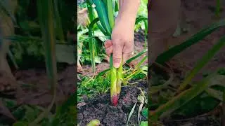 GVH4646782 mini rotary tillage & ridging all-in-one scene of picking garlic plant form the ground