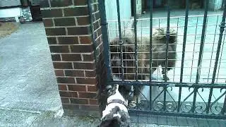 Blue dog meets huge dog, think its a tibet mastiff, he is a big guy either way