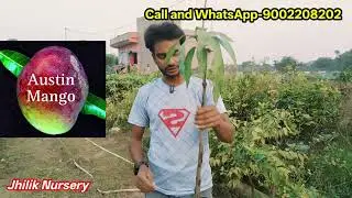 Austin mango / Nurjahan mango / coconut mango / home delivery available / my garden nursery