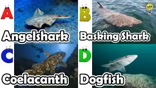 ABC phonics animals | ABC Sea Animals song | Alphabets Kids Song #angelshark