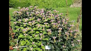 Garden Answer: Chelone Obliqua - Oblique Turtlehead