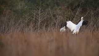 Whooping cranes