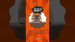Dog Facts - Dogs Have a Unique Way of Showing Gratitude