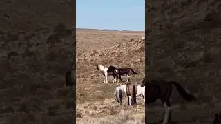 Wild horses #horse #animals #nature #wildlife #caballos #free #country #stallion