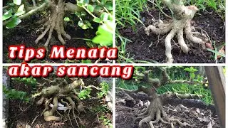 Program akar bonsai Sancang // phemna microphylla