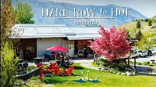 Spring Time at Hard Row To Hoe Vineyards | Lake Chelan, Washington | ASMR