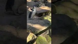 Fairy Penguins in Australia | Strange Calls & Fascinating Wildlife Facts