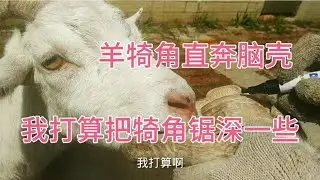 直奔脑壳的羊犄角，这次打算给它锯深一些，想想就愁人
