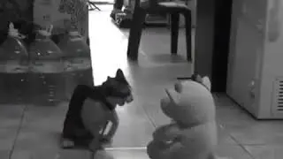 John Cena Cat