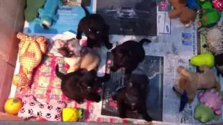Puginese play