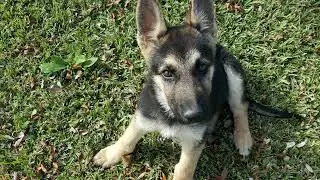 unboxing razer kiyo pro cam and razer basilik ultimate