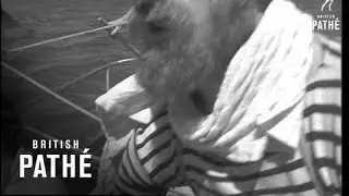 Eric Tabarly Prepares For Solo Yacht Race (1964)