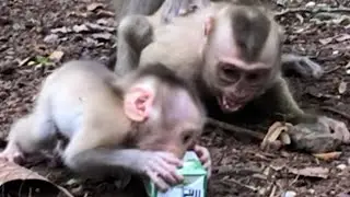 Baby Monkey's Wildest Day Ever!-Monkey Family's Funniest Moments Caught!