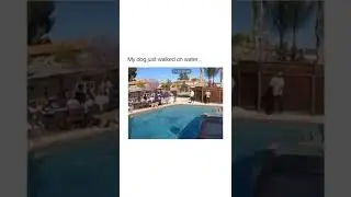 This Dog Has Superpowers😮😮#shorts #trending #viral #instagram #reels #dogs #amazing