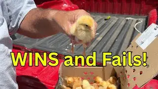 Big Week on the Farm: Baby Chicks, Garden Struggles & Market Success!