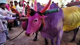 Basaveshwara Jatra babaleshwar(1)